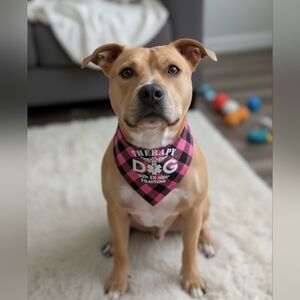 Therapy Dog Trainee Scarf